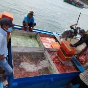Xuất khẩu 2.000 tấn tôm hùm chính ngạch sang Trung Quốc