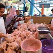 Malaysia ngừng xuất khẩu gà thịt để bình ổn giá trong nước