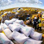 Thế giới khó khăn, Việt Nam tăng xuất khẩu lương thực