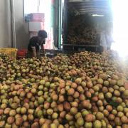 Xuất khẩu trái cây sang Trung Quốc đã ‘thông thoáng’