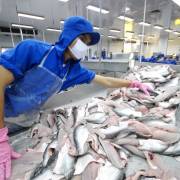 Xuất khẩu cá tra tăng mạnh