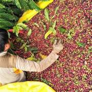 Vị thế mới của cà phê Việt