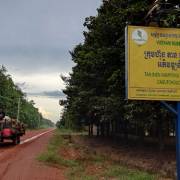 Sang Campuchia trồng cao su: bắt đầu có lãi