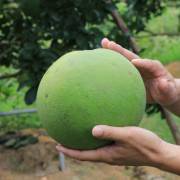 Loại trái cây thứ 7 của Việt Nam được phép nhập khẩu vào Mỹ