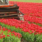 Vì sao Hà Lan ‘đầu bảng’ hoa tulip?