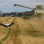 Nga rút khỏi thỏa thuận ngũ cốc: ‘thảm họa’ với các nước nghèo