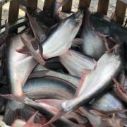 Trung Quốc vẫn là thị trường tiêu thụ số 1 của cá tra Việt Nam