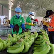 Trung Quốc giảm mua chuối, Hoàng Anh Gia Lai ‘hụt lãi’