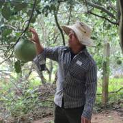 Một vùng trồng bưởi ở Ninh Thuận đủ điều kiện xuất khẩu sang Mỹ
