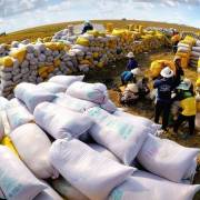 Bộ NN-PTNT kiến nghị Thủ tướng ra chỉ thị tăng cường xuất khẩu gạo