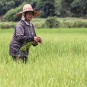 Thị trường gạo Thái Lan ‘hỗn loạn’ sau lệnh cấm xuất khẩu của Ấn Độ