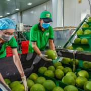 Thị trường 24/7: Trung Quốc đối mặt nguy cơ đình trệ kiểu Nhật Bản; Xuất khẩu rau quả tiếp tục bùng nổ, tăng gần 60%
