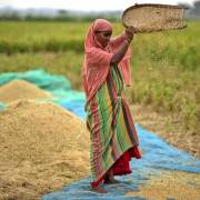 Thị trường gạo ‘dậy sóng’ khi Ấn Độ cấm xuất khẩu