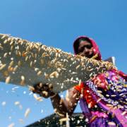 Thị trường 24/7: Tiếp tục đấu thầu vàng miếng SJC; Ấn Độ được dự báo tiếp tục dẫn đầu thị trường gạo thế giới