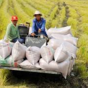 Bộ trưởng Lê Minh Hoan: Đáp ứng nhu cầu xuất khẩu nhưng vẫn đảm bảo an ninh lương thực