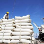 Đề xuất giảm lãi suất cho doanh nghiệp xuất khẩu gạo