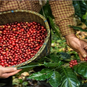 Cơ hội xuất khẩu cà phê sang thị trường Tunisia