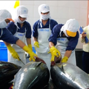 Cá ngừ Việt có mặt tại 80 thị trường trên thế giới