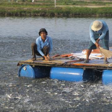 Thăm trại cá tra đạt tiêu chuẩn toàn cầu