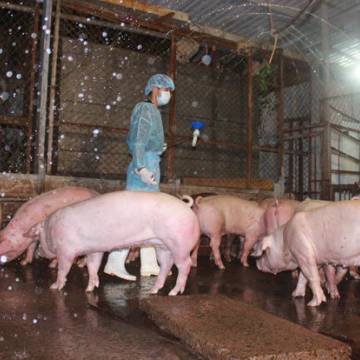 TPHCM: Đề xuất tiêu hủy ngay gia súc sử dụng chất cấm