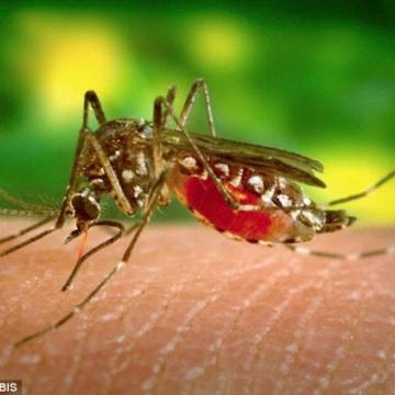 Khoa học sắp tạo được muỗi vô sinh!