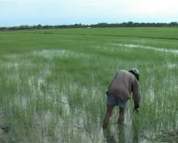 ĐBSCL: Nông dân lo cứu lúa hơn đón tết