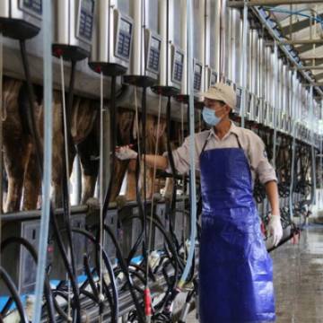 Hòa Phát chi 2.500 tỷ đồng thành lập công ty nông nghiệp