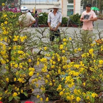 Sài Gòn ngập tràn hoa Tết