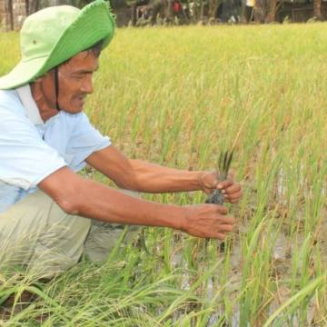 Nông dân bán ruộng lúa vừa sạ để tránh hạn, mặn kỷ lục