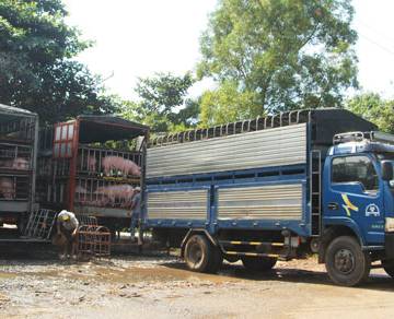 ‘Trung Quốc dừng mua lợn là chết người chăn nuôi’