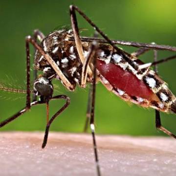 Bộ Y tế: Nguy cơ dịch bệnh do virus Zika xâm nhập Việt Nam là rất lớn