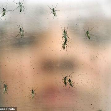 Mỹ công nhận muỗi biến đổi gen chống Zika an toàn