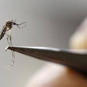 Hàn Quốc phát hiện ca nhiễm virus Zika đầu tiên