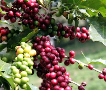 Xuất khẩu cà phê tăng 25,6%, giá tăng gần 12.000 đồng/kg