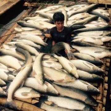 Công ty mía đường Hòa Bình đền bù hơn 1,4 tỷ đồng vụ cá chết trên sông Bưởi