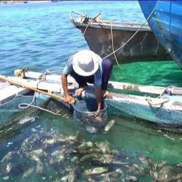 Cá chết hàng loạt ở đảo Phú Quý chỉ là hiện tượng cục bộ