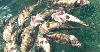 Cá chết hàng loạt ở Bình Thuận