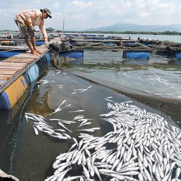 Ngư dân chính thức khởi kiện 14 doanh nghiệp gây ô nhiễm sông Chà Và