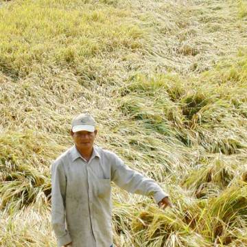 ĐBSCL: Mưa về lúa đổ, nông dân lại điêu đứng