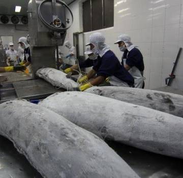 VASEP: Cá chết ở miền Trung không ảnh hưởng chất lượng hải sản xuất khẩu