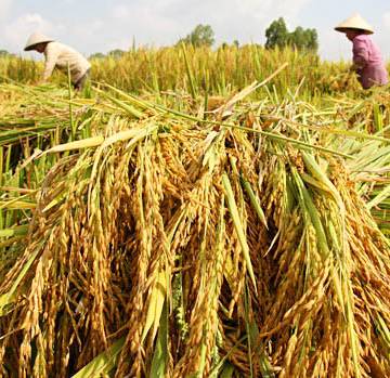 Năm 2016 sẽ xuất khẩu khoảng 5,7 triệu tấn gạo