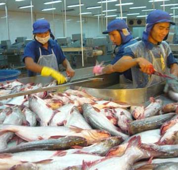 Trung Quốc đứng top 3 thị trường ăn cá tra Việt Nam