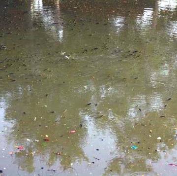 Huế: Cá chết trên sông An Cựu do mưa to gây ra hiện tượng yếm khí