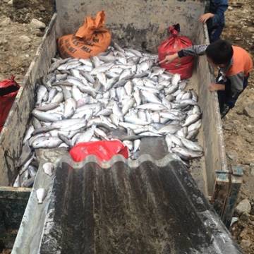 Gần 8 tấn cá hồi, cá tầm Sa Pa chết trắng, nguồn nước nghi bị đầu độc