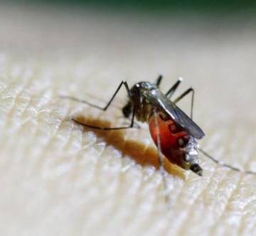 Bộ Y tế: Muỗi truyền virus Zika đã lưu hành rộng trên cả nước