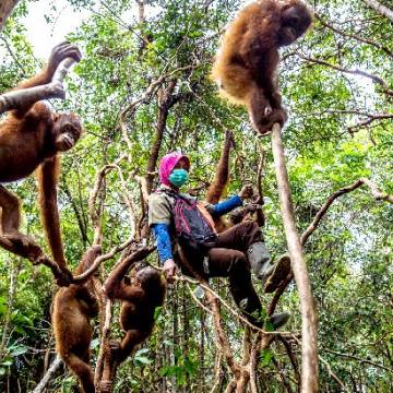 Ngân hàng tiếp tay phá rừng ở Indonesia