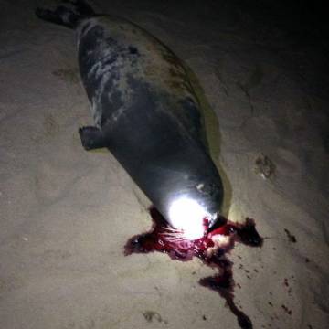 Hải cẩu lên bờ ở Bình Thuận nghi bị đánh chết
