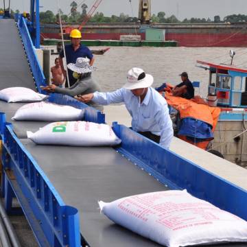 Hàng trăm container gạo thơm bị trả về