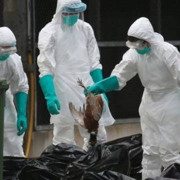 Hai Bộ họp khẩn bàn biện pháp ứng phó với dịch cúm gia cầm H7N9