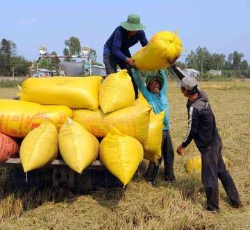 Thái Lan xả kho, giá lúa gạo ĐBSCL vẫn tăng cao
